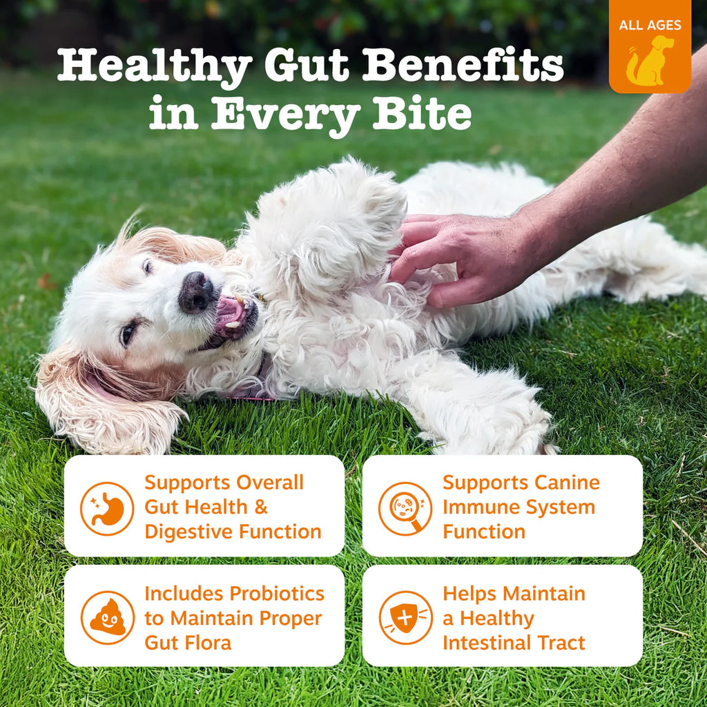 Probiotic & Gut Support Powder