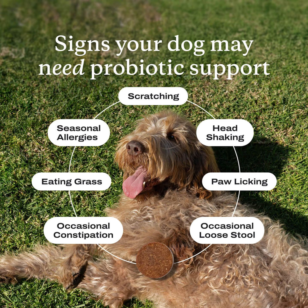 Probiotic & Gut Support Powder