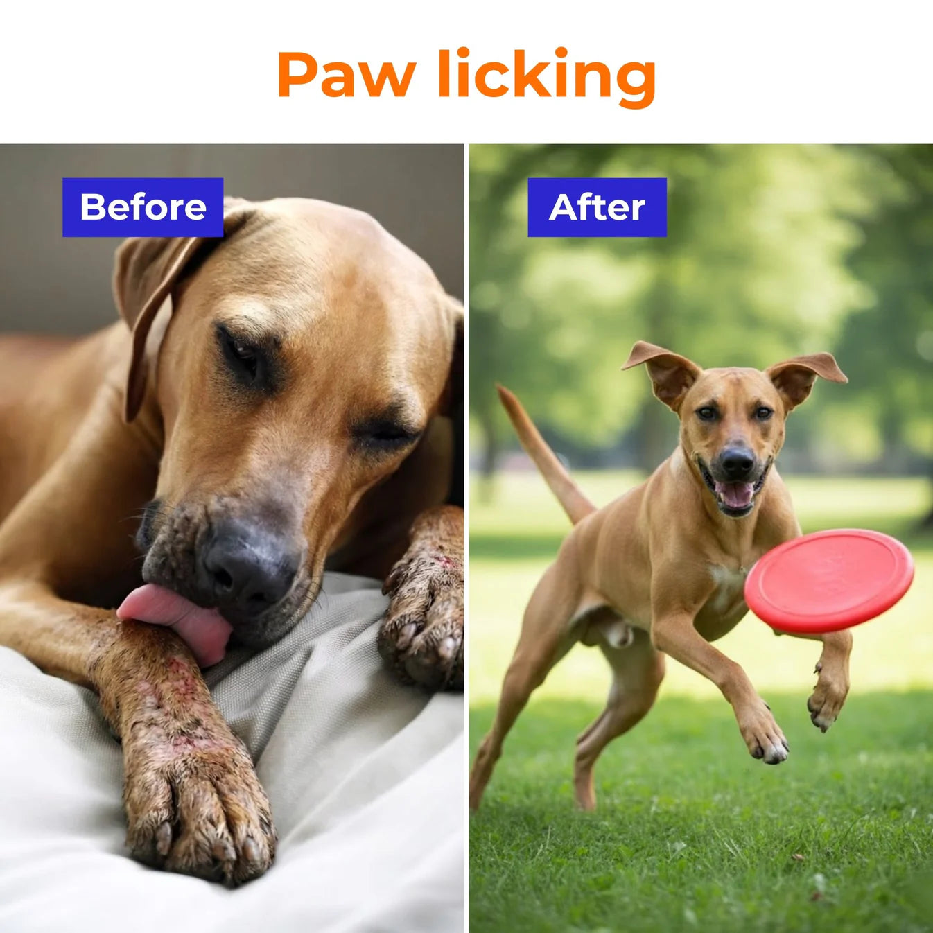 Probiotic & Gut Support Powder